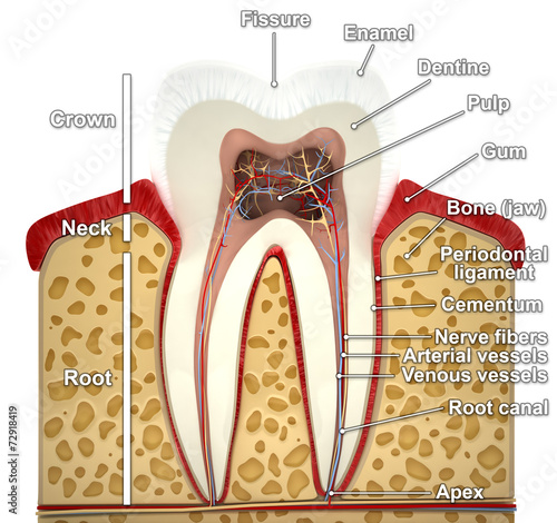 Fototapeta do kuchni Human tooth cross-section (3d model)