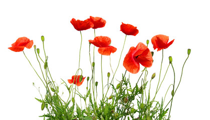 Wall Mural - red poppy