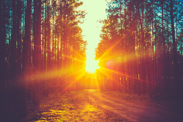 forest road sunset sunbeams