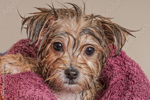 Nowoczesny obraz na płótnie Puppy Getting Dry After His Bath