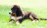Fototapeta Sawanna - Bernese mountain dog
