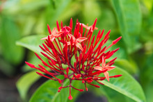 Beautiful Tropical Red Ixora Or Santan Flower