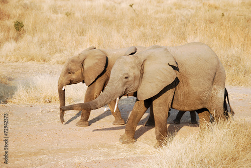Naklejka samoprzylepna Jeden dzień safari w Tanzanii - Afryka - słonie