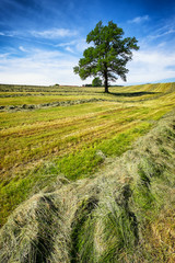 Canvas Print - field