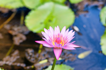 Wall Mural - Pink water lily or lotus in a pond