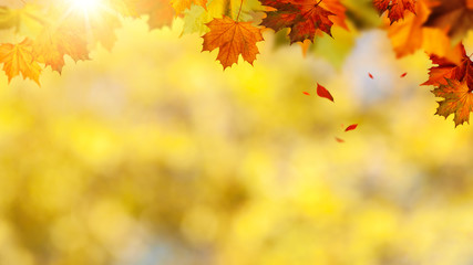 Beauty autumnal banner with falling leaves for your design