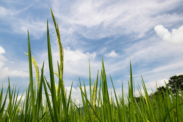 Rice Sky blue and white clouds