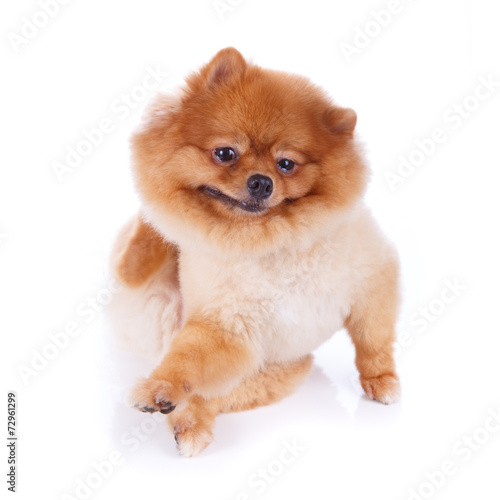 Pomeranian Dog Brown Short Hair Buy This Stock Photo And Explore