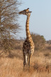 Giraffe Browsing at Kruger National Park, South Africa