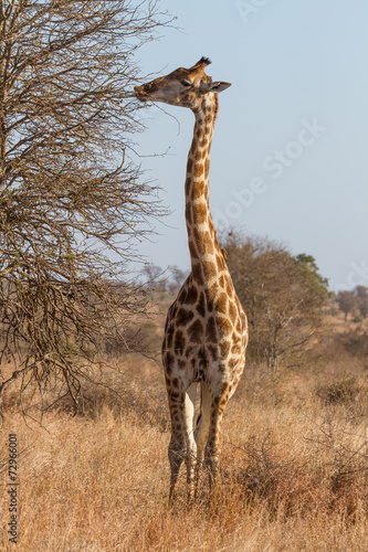 Tapeta ścienna Żyrafa przeglądania w kruger national park, republika południowej afryki