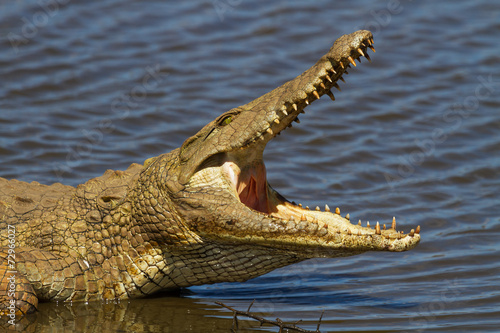 Fotografie, Obraz Nile Crocodile on the River Bank with Mouth Open