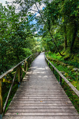 Hiking wooden passage or path through a luxurious forest