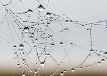 Spiderweb And Dewdrops