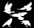 set of five white crow silhouettes on black