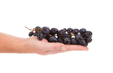 Wall Mural - Black grapes in hand.