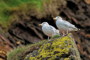 Two seagulls sitting on the rock