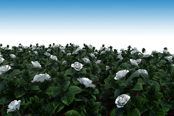 white roses in the garden