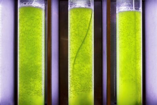 photobioreactor in lab algae fuel biofuel industry .