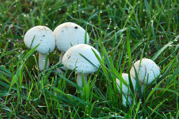 mushrooms in the grass