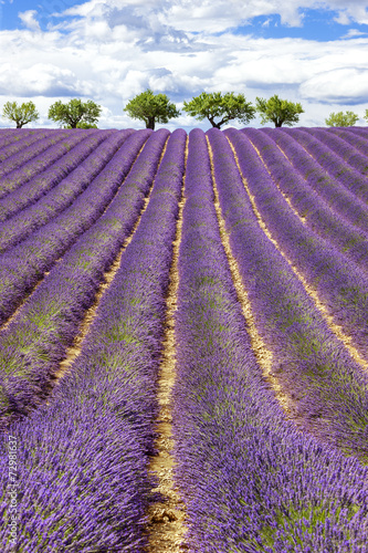 Fototapeta na wymiar Vertical view of lavender field with cloudy sky