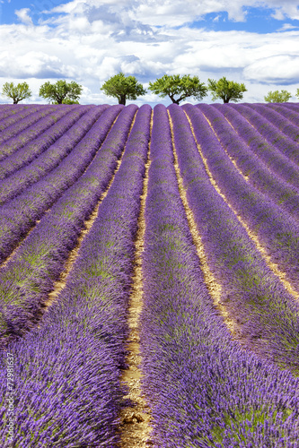 Naklejka na drzwi Vertical view of lavender field with cloudy sky