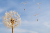 Fototapeta  - Dandelion