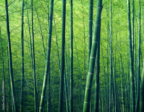 Tapeta ścienna Bambusowe drzewa leśne natura koncepcji