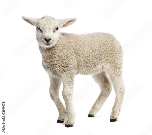 Fotomural Lamb (8 weeks old) isolated on white