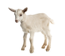 Goat Kid (8 Weeks Old) Isolated On White