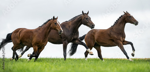 Fototapeta na wymiar Horses galloping in a field