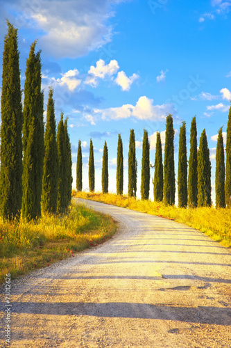 Naklejka na szybę Tuscany, Cypress Trees white road rural landscape, Italy, Europe