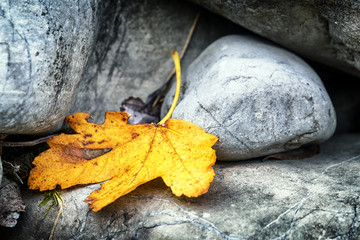 Canvas Print - leaf and rock