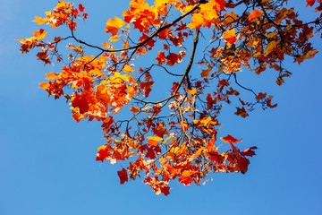 Autumn leaves with the blue sky