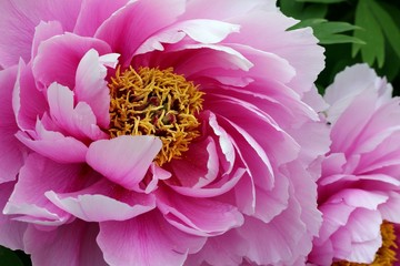 Wall Mural - Peony - Closeup