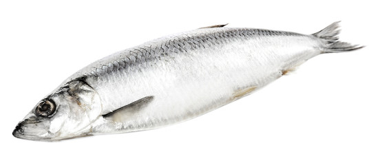 Poster - Fresh herring fish isolated on white