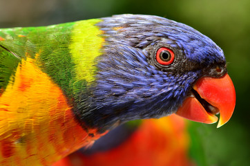 rainbow lorikeet
