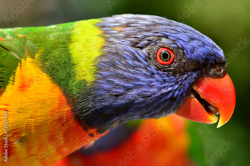 Obraz na płótnie canvas Tęczowy lorikeet