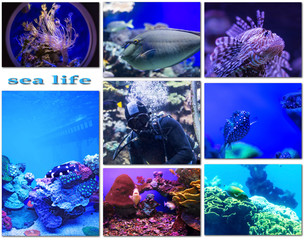 Wall Mural - species of life underwater world