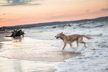 Canvas Print - Dog on a Baltic Sea beach in Karlikowo District in Sopot, Poland