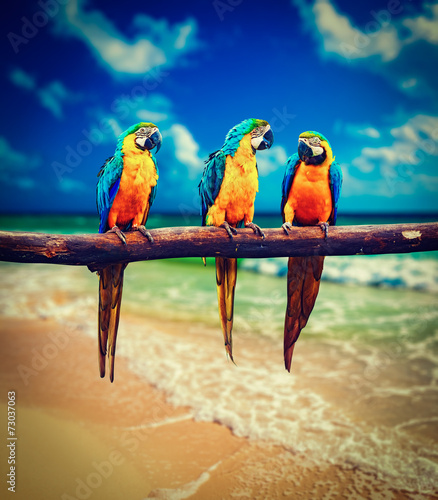 Dekoracja na wymiar  trzy-papugi-ara-niebiesko-zolta-ara-ararauna