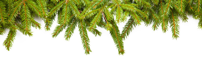 fir branches
