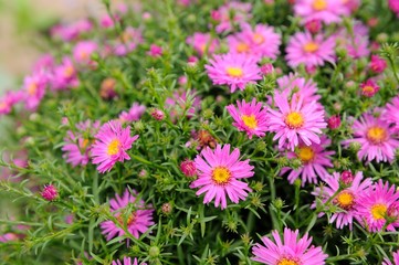 Wall Mural - Pink New York Aster Flowers