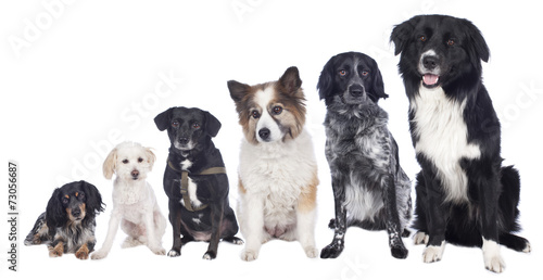 Obraz w ramie Sechs Mischlingshunde in einer Reihe - Hundegruppe