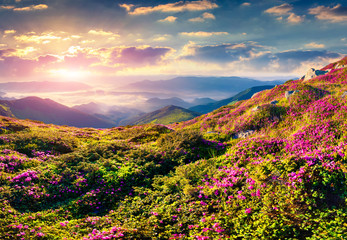 Wall Mural - Magic pink rhododendron flowers in the mountains. Summer sunrise