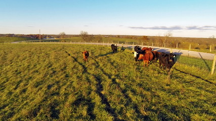 Poster - Cows on a farm