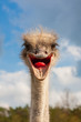 Ostrich head closeup with open mouth outdoors