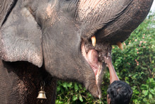  Feeding Of A Working Elephant