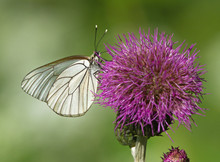 Black-veined White Butterfly On Thistle Flower 