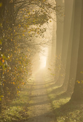 Wall Mural - sun shining on a lane of tree's on a foggy autumn morning.