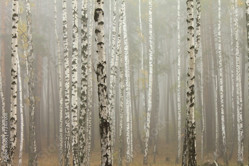 Naklejka - mata magnetyczna na lodówkę Fog in birch forest